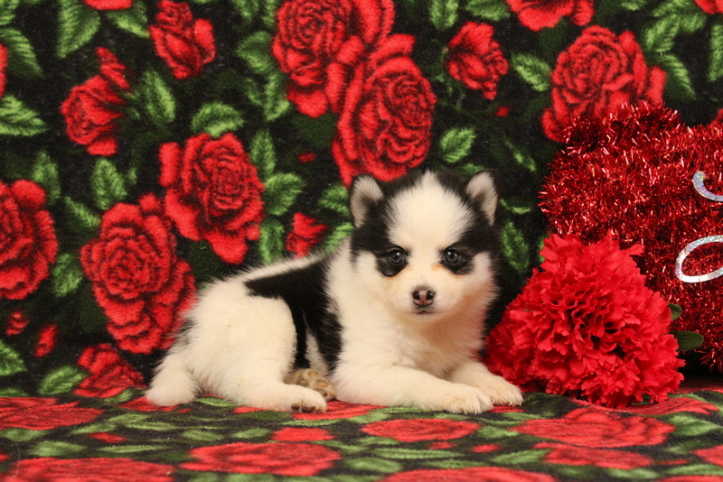 puppy, for, sale, Pomsky, Matthew B. Stoltzfus, dog, breeder, Gap, PA, dog-breeder, puppy-for-sale, forsale, nearby, find, puppyfind, locator, puppylocator, aca